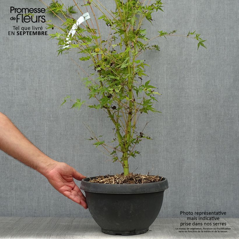 Amostra de Ácer-do-japão Sangokaku - Acer palmatum Vaso de 6 L/7 L tal como entregue no outono