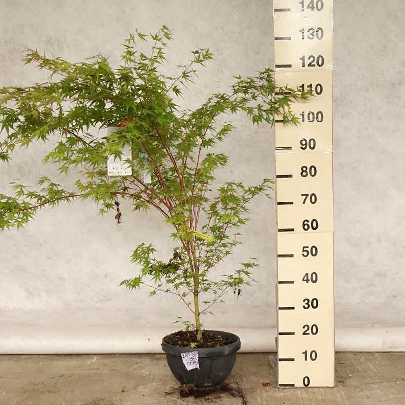 Amostra de Ácer-do-japão Sangokaku - Acer palmatum Vaso de 6 L/7 L tal como entregue no verão