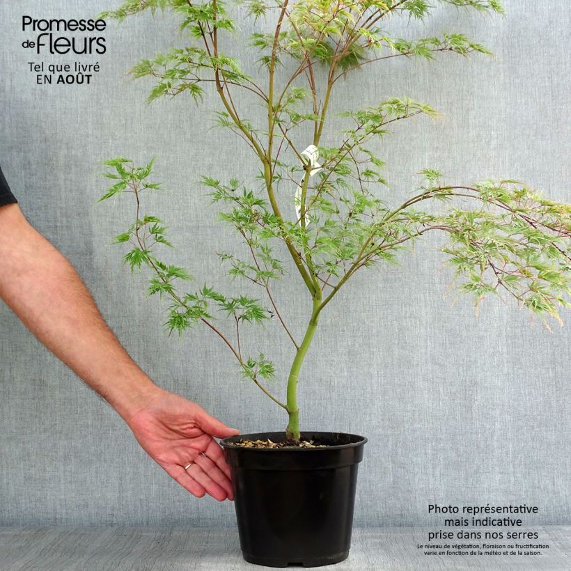 Amostra de Ácer-do-japão Seiryu - Acer palmatum Vaso de 3 L/4 L tal como entregue no verão