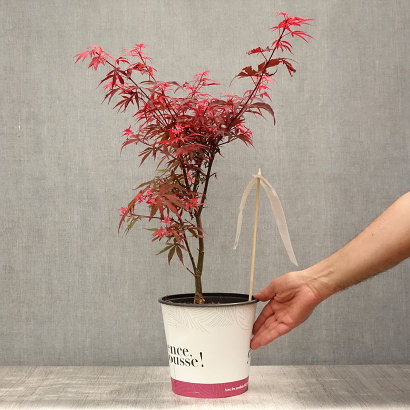 Amostra de Ácer-do-japão Shaina - Acer palmatum Vaso de 3 L/4 L tal como entregue no verão