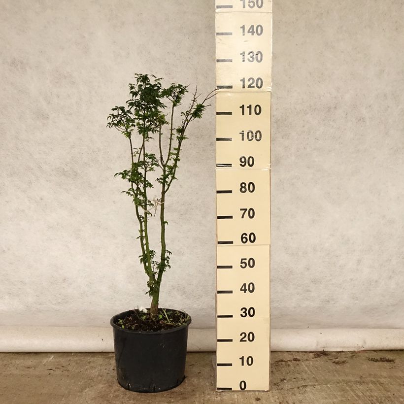 Amostra de Ácer-do-japão Shishigashira - Acer palmatum Vaso de 18 L/20 L tal como entregue no verão