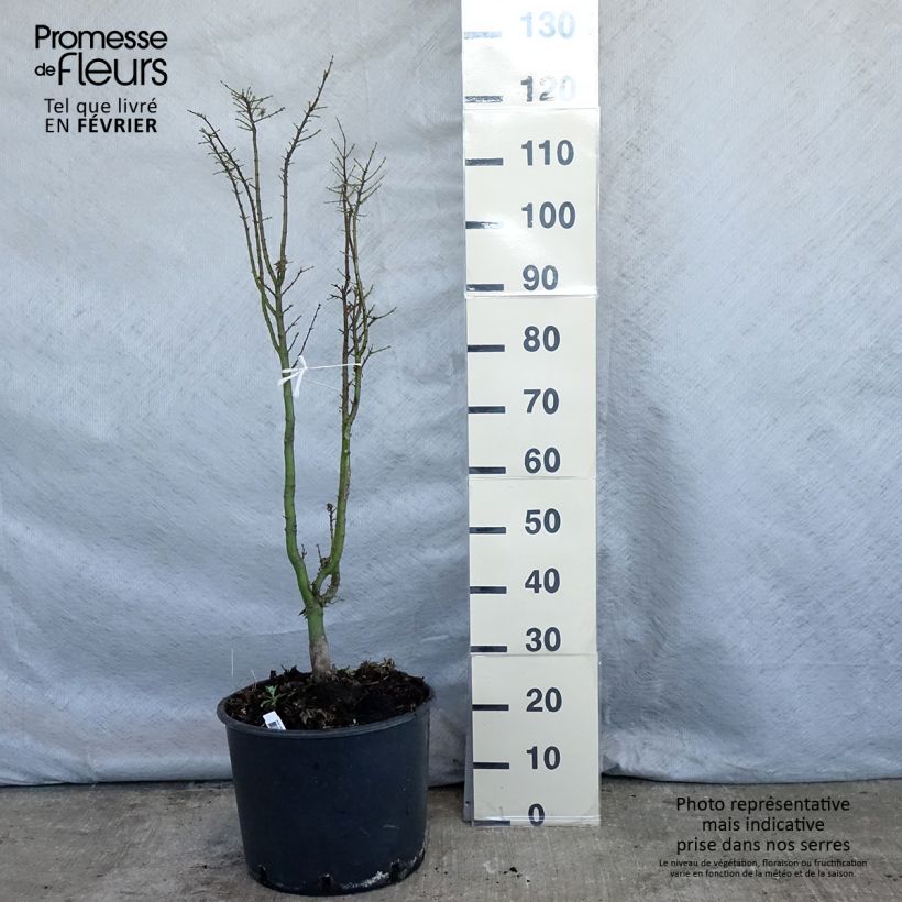 Amostra de Érable du Japon - Acer palmatum Shishigashira Vaso de 18 L/20 L tal como entregue no inverno