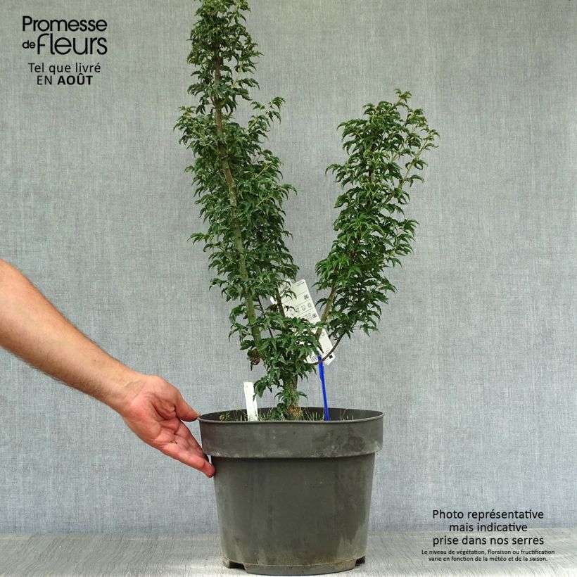 Amostra de Ácer-do-japão Shishigashira - Acer palmatum Vaso de 7,5 L/10 L tal como entregue no verão
