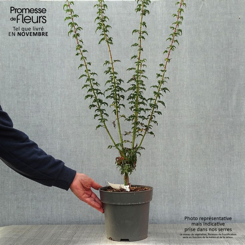 Amostra de Ácer-do-japão Shishigashira - Acer palmatum Vaso de 3 L/4 L tal como entregue no outono