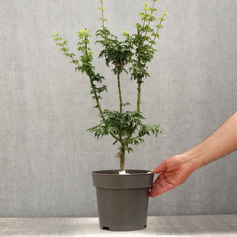 Amostra de Ácer-do-japão Shishigashira - Acer palmatum Vaso de 3 L/4 L tal como entregue no verão
