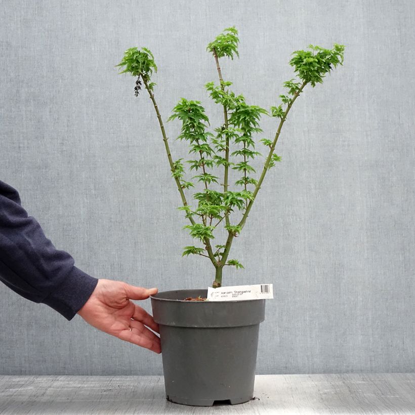 Amostra de Ácer-do-japão Shishigashira - Acer palmatum Vaso de 3 L/4 L tal como entregue na primavera