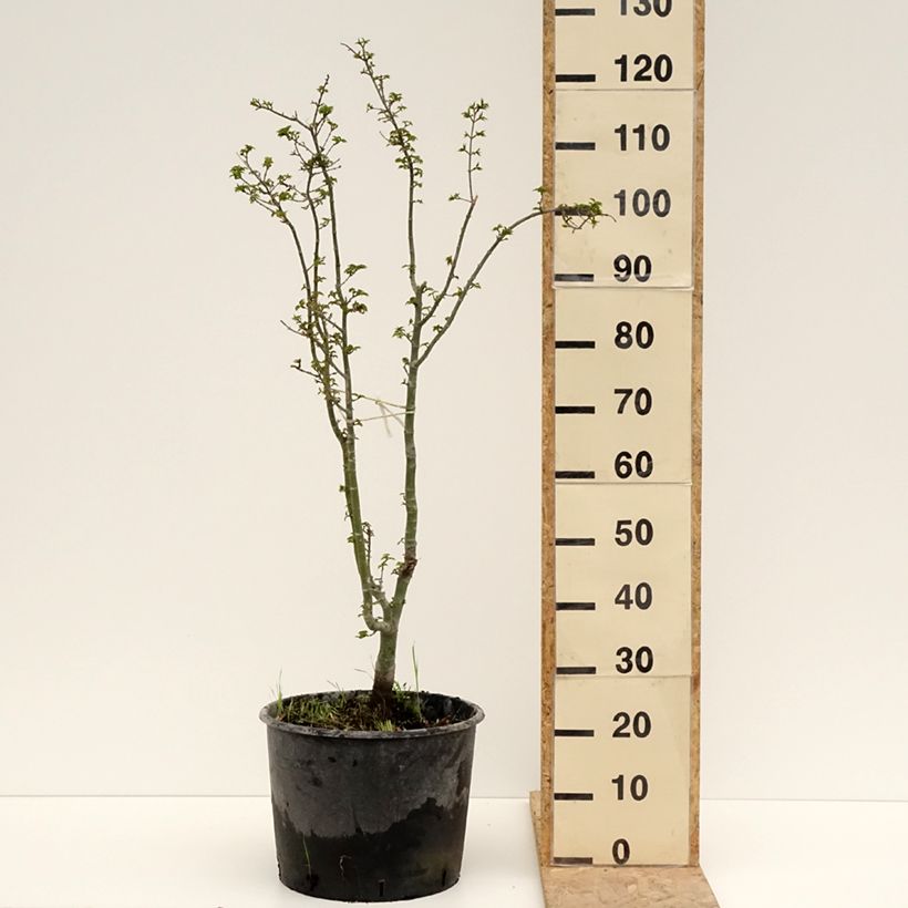 Amostra de Ácer-do-japão Shishigashira - Acer palmatum Vaso de 18 L/20 L tal como entregue na primavera