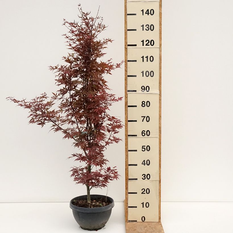Amostra de Ácer-do-japão Skeeters Broom - Acer palmatum Taça de 7,5 L/10 L, Arbusto tal como entregue no verão