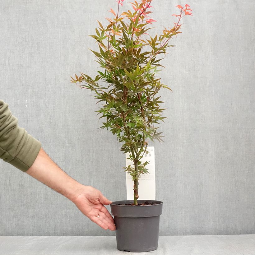 Amostra de Ácer-do-japão Skeeters Broom - Acer palmatum Vaso de 3 L/4 L tal como entregue no verão