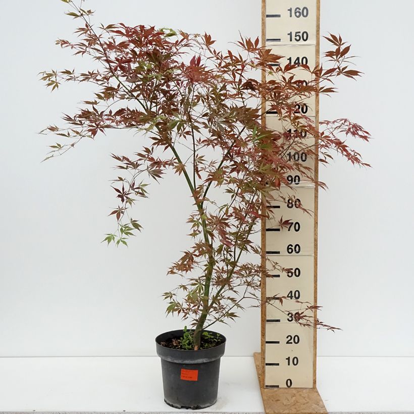 Amostra de Ácer-do-japão Sumi-nagashi - Acer palmatum Vaso de 12 L/15 L, Arbusto tal como entregue no verão