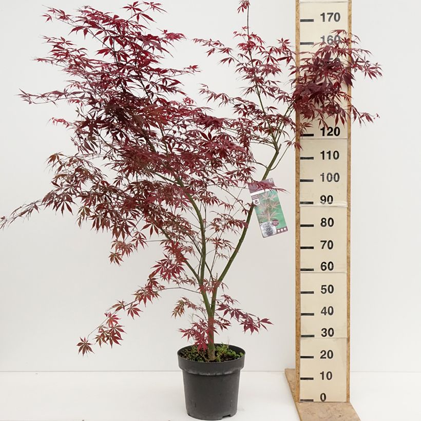 Amostra de Ácer-do-japão Sumi-nagashi - Acer palmatum Vaso de 12 L/15 L, Arbusto tal como entregue na primavera