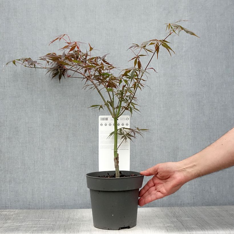 Amostra de Ácer-do-japão Sumi-nagashi - Acer palmatum Vaso de 3 L/4 L tal como entregue no verão