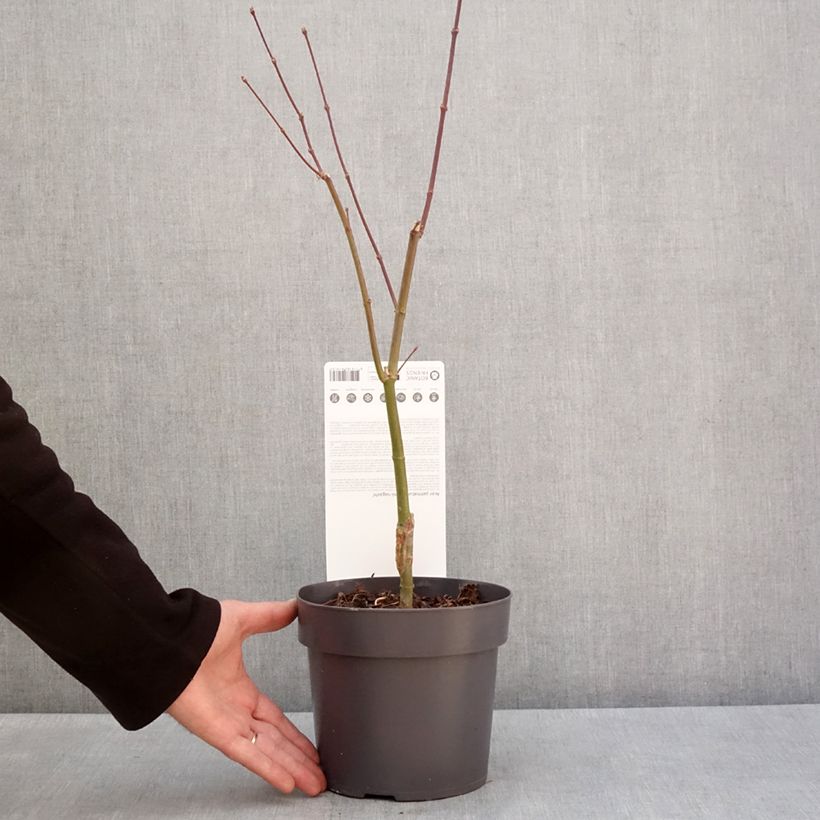 Amostra de Erable du Japon - Acer palmatum Sumi-nagashi Vaso de 3 L/4 L tal como entregue no inverno