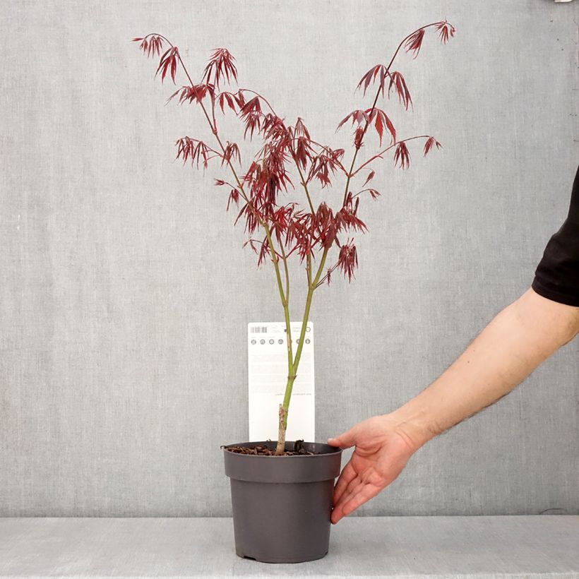 Amostra de Ácer-do-japão Sumi-nagashi - Acer palmatum Vaso de 3 L/4 L tal como entregue na primavera