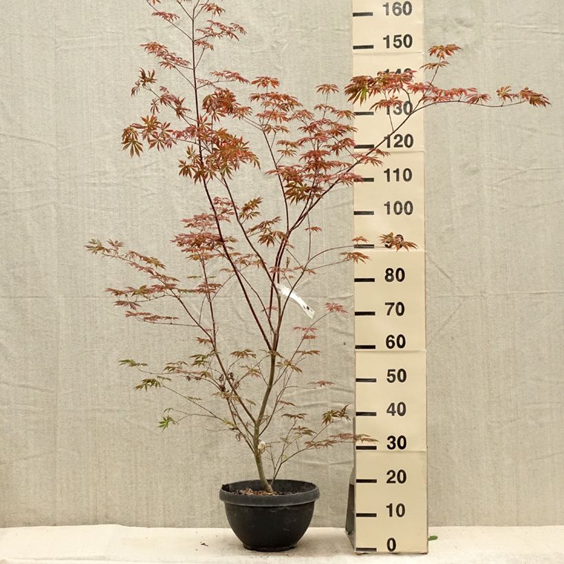 Amostra de Ácer-do-japão Trompenburg - Acer palmatum Vaso de 6 L/7 L tal como entregue no verão