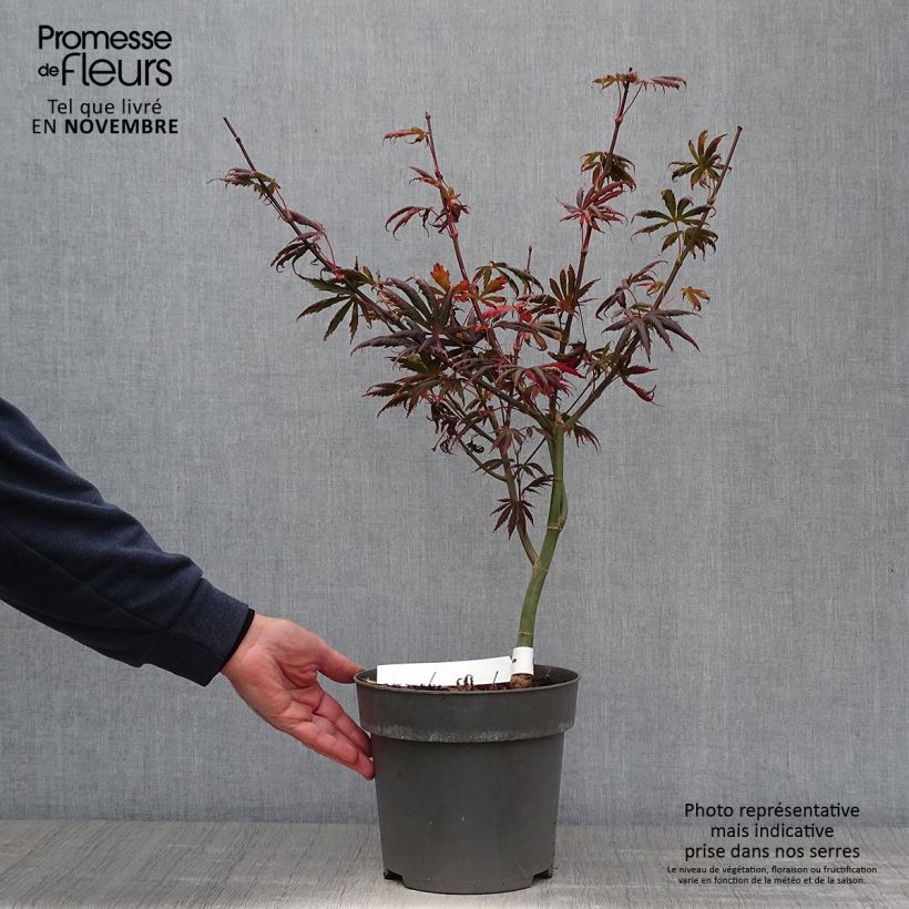 Amostra de Ácer-do-japão Trompenburg - Acer palmatum Vaso de 3 L/4 L tal como entregue no outono
