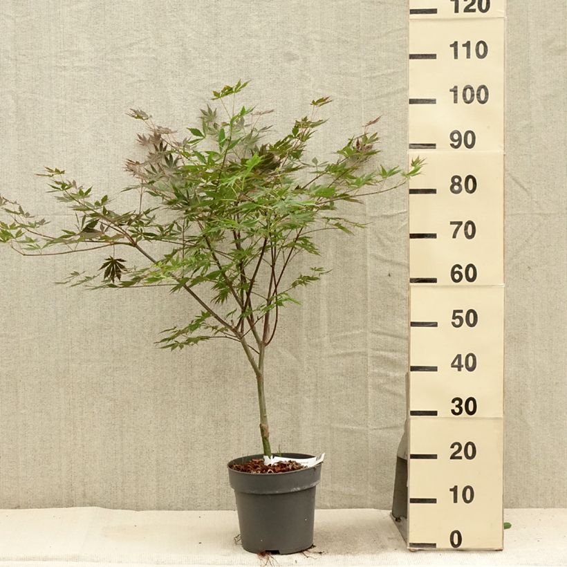 Amostra de Ácer-do-japão Trompenburg - Acer palmatum Vaso de 3 L/4 L tal como entregue no verão