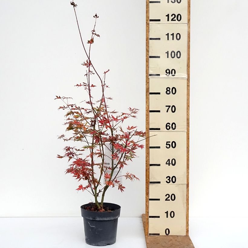 Amostra de Ácer-do-japão Trompenburg - Acer palmatum Vaso de 6 L/7 L tal como entregue no outono