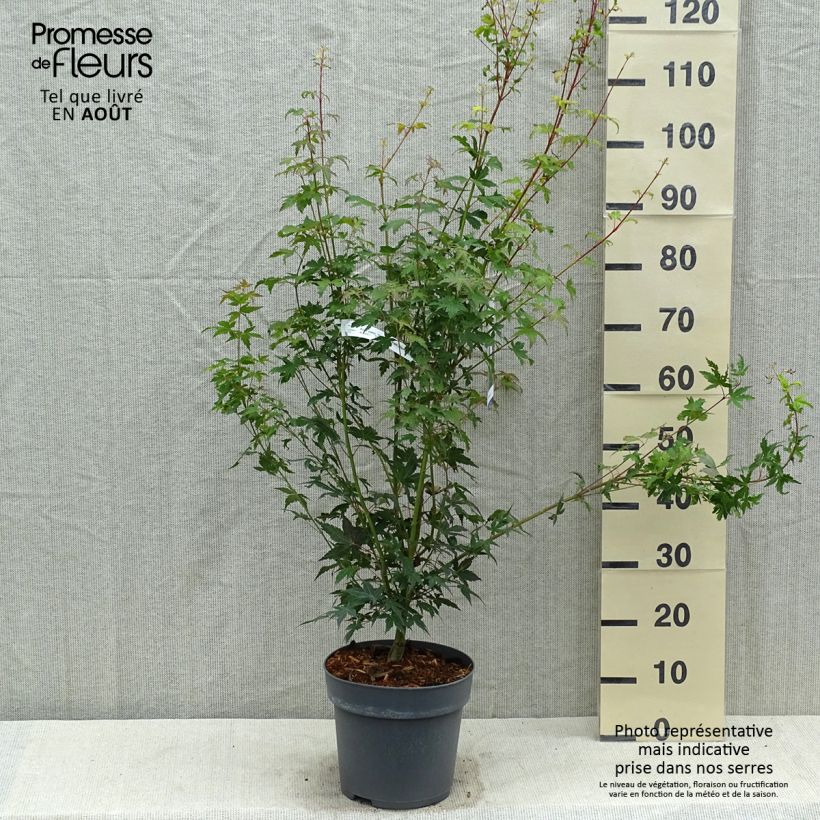 Amostra de Ácer-do-japão Tsukasa Silhouette - Acer palmatum Vaso de 6 L/7 L tal como entregue no verão