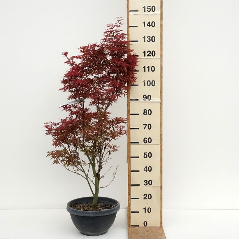 Amostra de Ácer-do-japão Twomblys Red Sentinel - Acer palmatum Taça de 7,5 L/10 L tal como entregue no verão