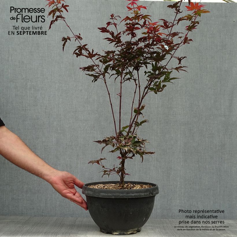 Amostra de Ácer-do-japão Twomblys Red Sentinel - Acer palmatum Taça de 7,5 L/10 L tal como entregue no outono