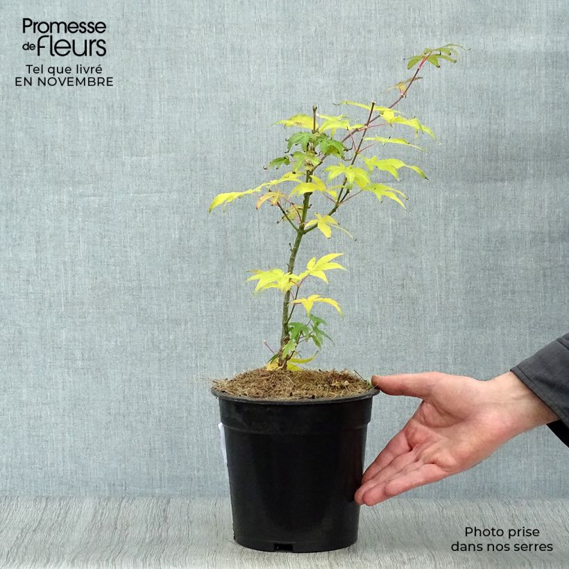 Amostra de Ácer-do-japão Ukigumo - Acer palmatum Vaso de 3 L/4 L tal como entregue no outono