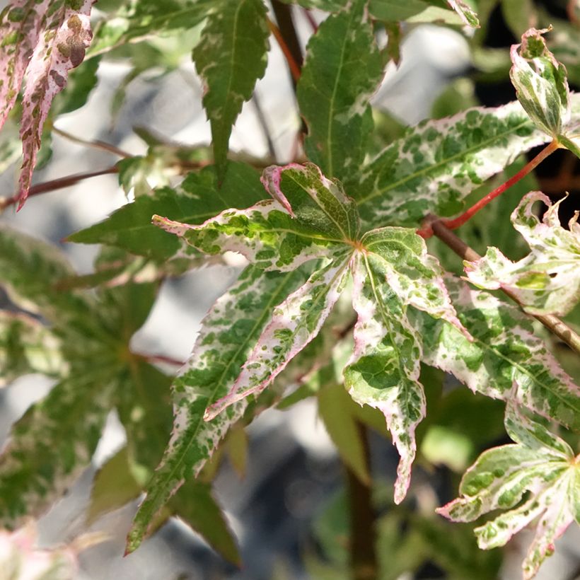 Ácer-do-japão Ukigumo - Acer palmatum (Folhagem)