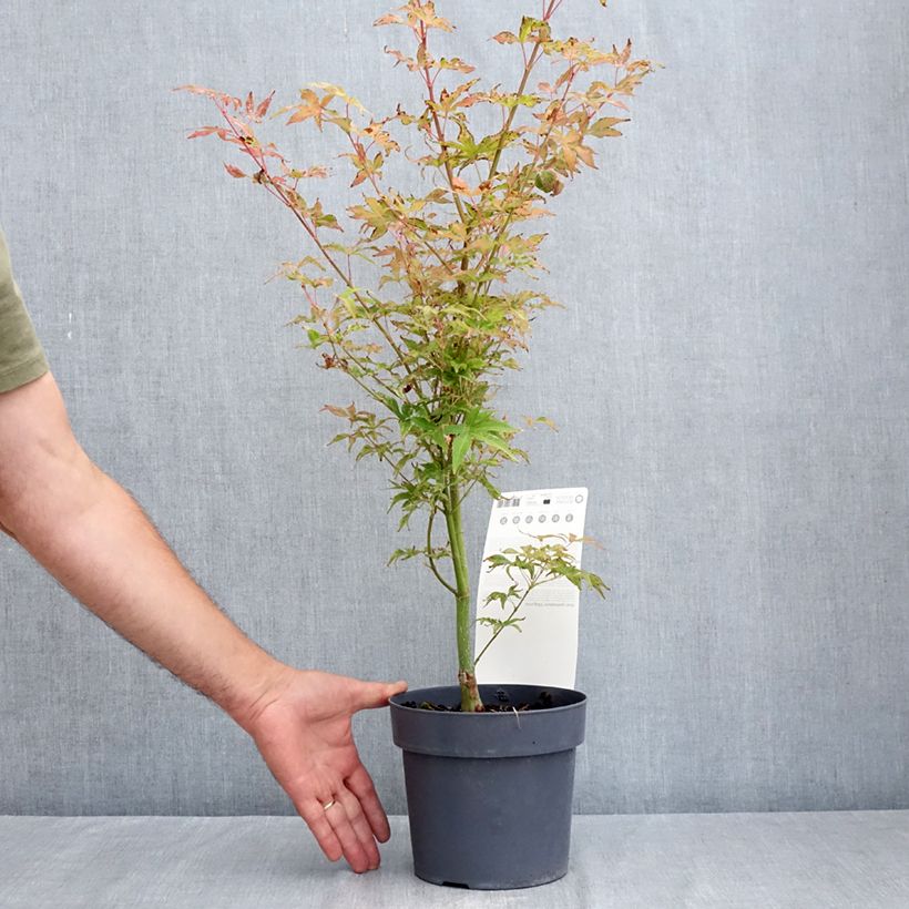 Amostra de Ácer-do-japão Ukigumo - Acer palmatum Vaso de 3 L/4 L tal como entregue no verão
