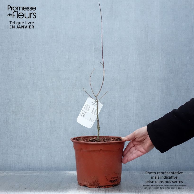 Amostra de Erable du Japon - Acer palmatum Ukigumo Vaso de 3 L/4 L tal como entregue no inverno