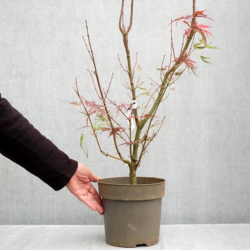 Amostra de Ácer-do-japão Villa taranto - Acer palmatum var. linearilobum Vaso de 4 L/5 L tal como entregue no outono
