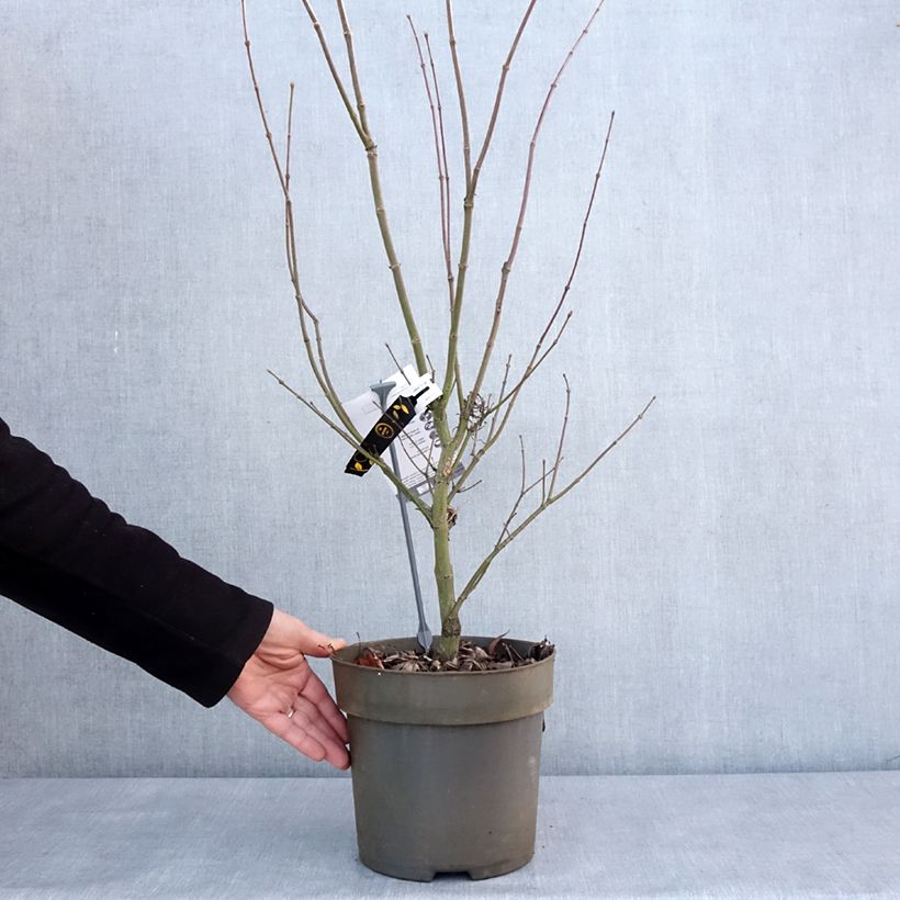 Amostra de Erable du Japon - Acer palmatum Villa taranto Vaso de 4 L/5 L tal como entregue no inverno
