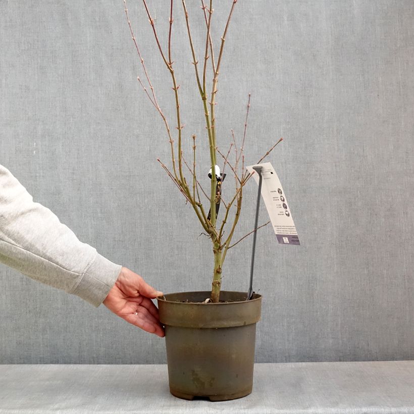 Amostra de Ácer-do-japão Villa taranto - Acer palmatum var. linearilobum Vaso de 4 L/5 L tal como entregue na primavera