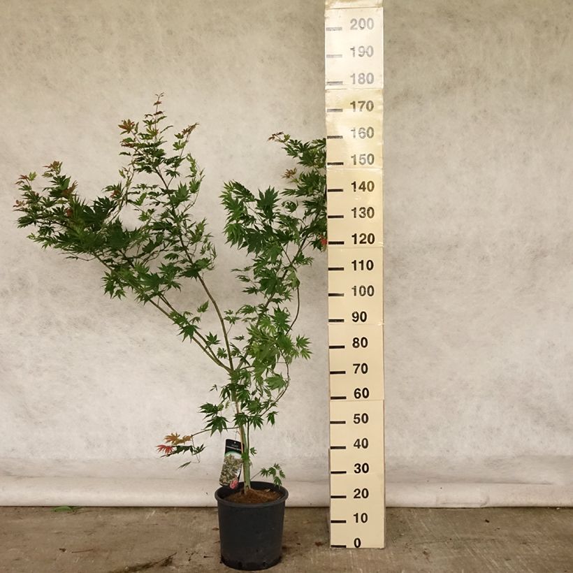 Amostra de Ácer-do-japão North Wind - Acer pseudosieboldianum Vaso de 12 L/15 L tal como entregue no verão