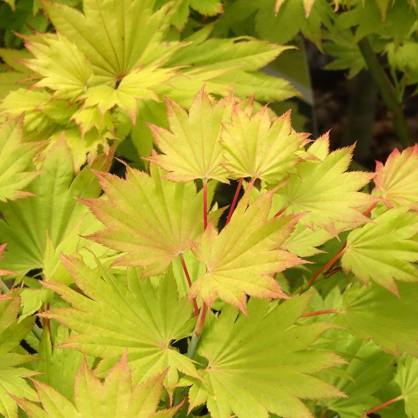 Ácer-do-japão Aureum - Acer shirasawanum (Folhagem)