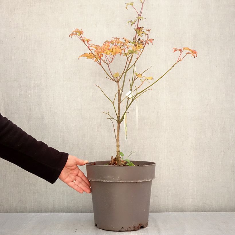 Amostra de Ácer-do-japão Autumn moon - Acer shirasawanum Vaso de 7,5 L/10 L tal como entregue no outono