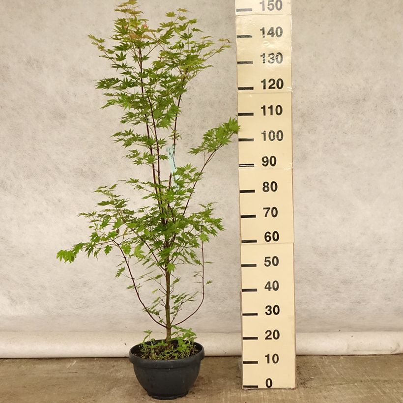 Amostra de Ácer-do-japão Jordan - Acer shirasawanum Taça de 7,5 L/10 L tal como entregue no verão