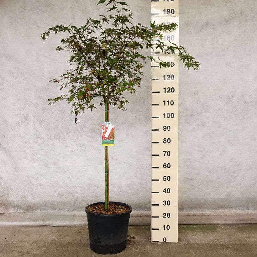Amostra de Ácer-do-japão Beni Maiko - Acer palmatum Vaso de 12 L/15 L, Meia haste tal como entregue no outono