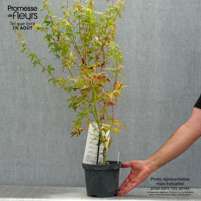 Amostra de Ácer-do-japão Bi Hoo - Acer palmatum Vaso de 2 L/3 L tal como entregue no verão