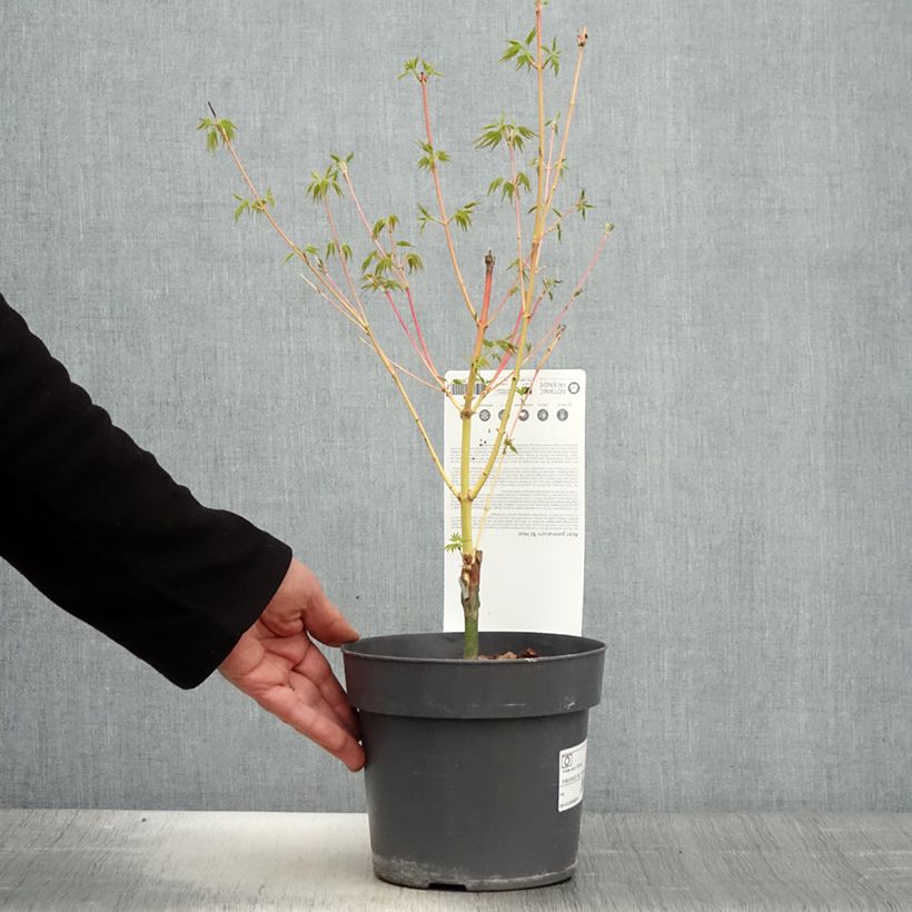 Amostra de Ácer-do-japão Bi Hoo - Acer palmatum Vaso de 2 L/3 L tal como entregue na primavera