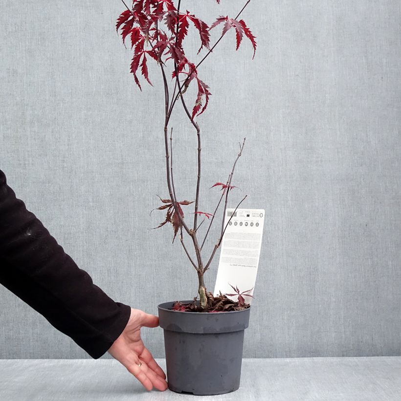 Amostra de Ácer-do-japão Black Lace - Acer palmatum Vaso de 2 L/3 L tal como entregue no outono