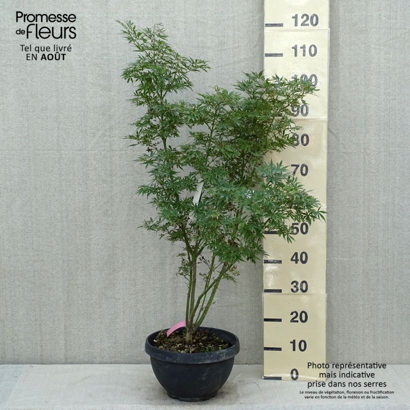 Amostra de Ácer-do-japão Jerre Schwartz - Acer palmatum Taça de 7,5 L/10 L tal como entregue no verão