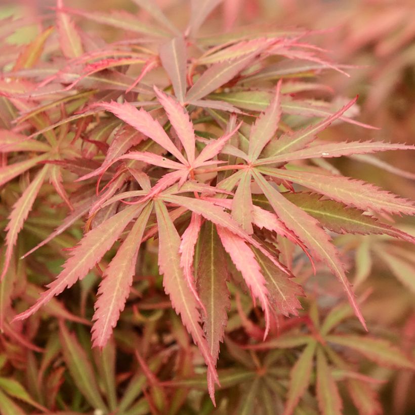 Ácer-do-japão Jerre Schwartz - Acer palmatum (Folhagem)