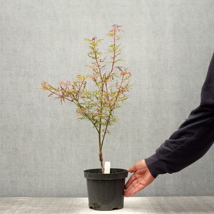 Amostra de Ácer-do-japão Jerre Schwartz - Acer palmatum Vaso de 2 L/3 L tal como entregue no verão