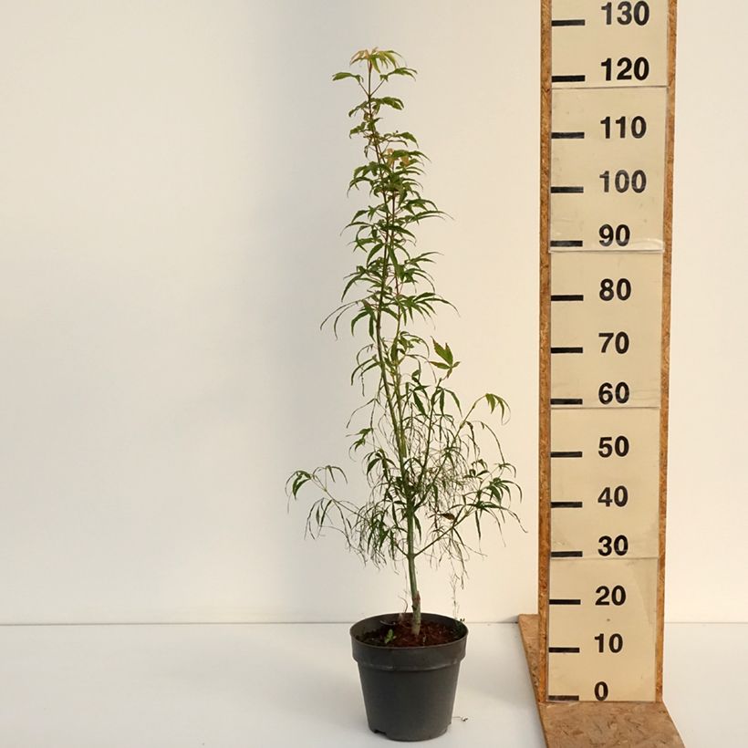 Amostra de Ácer-do-japão Koto-No-Ito - Acer palmatum Vaso de 6 L/7 L tal como entregue no verão