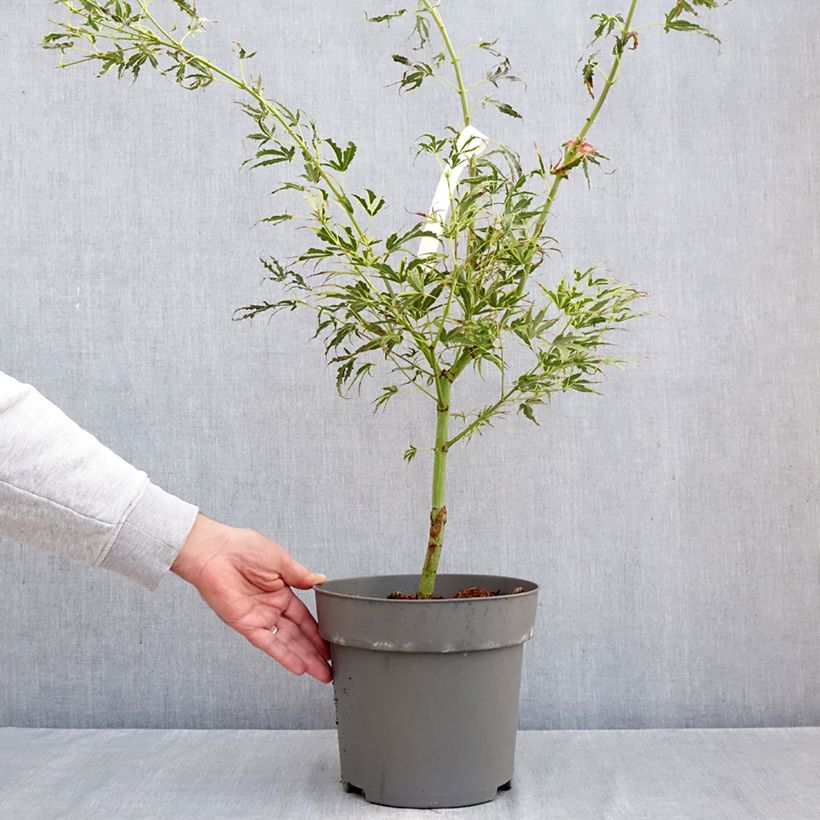 Amostra de Ácer-do-japão Manyo-No-Sato - Acer palmatum Vaso de 4 L/5 L tal como entregue no outono