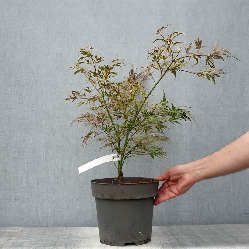 Amostra de Ácer-do-japão Manyo-No-Sato - Acer palmatum Vaso de 4 L/5 L tal como entregue no verão