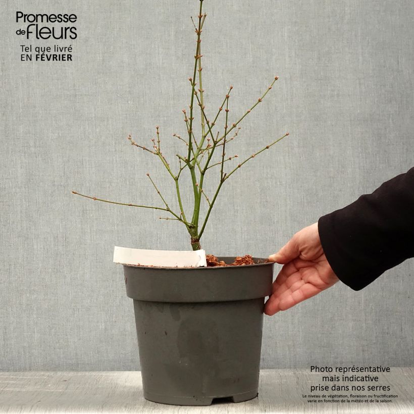 Amostra de Érable du Japon Manyo-No-Sato - Acer palmatum Vaso de 4 L/5 L tal como entregue no inverno