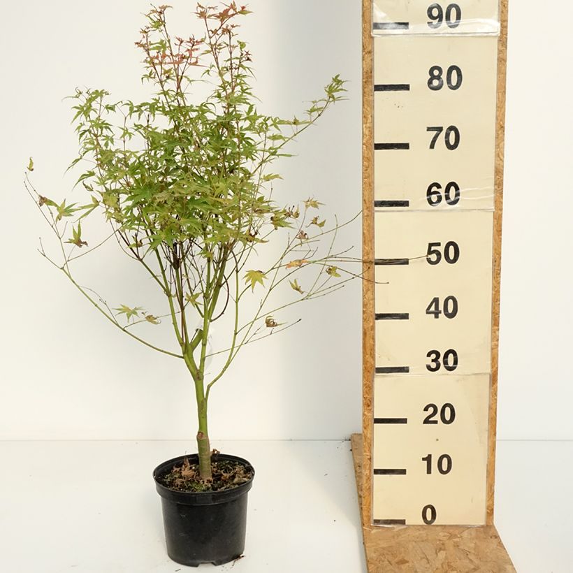 Amostra de Ácer-do-japão Phoenix - Acer palmatum Vaso de 2 L/3 L tal como entregue no verão