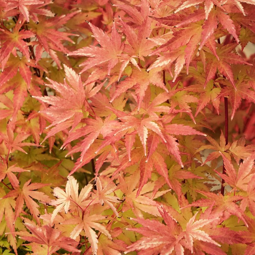 Bordo-do-japão Red Wood - Acer palmatum (Folhagem)