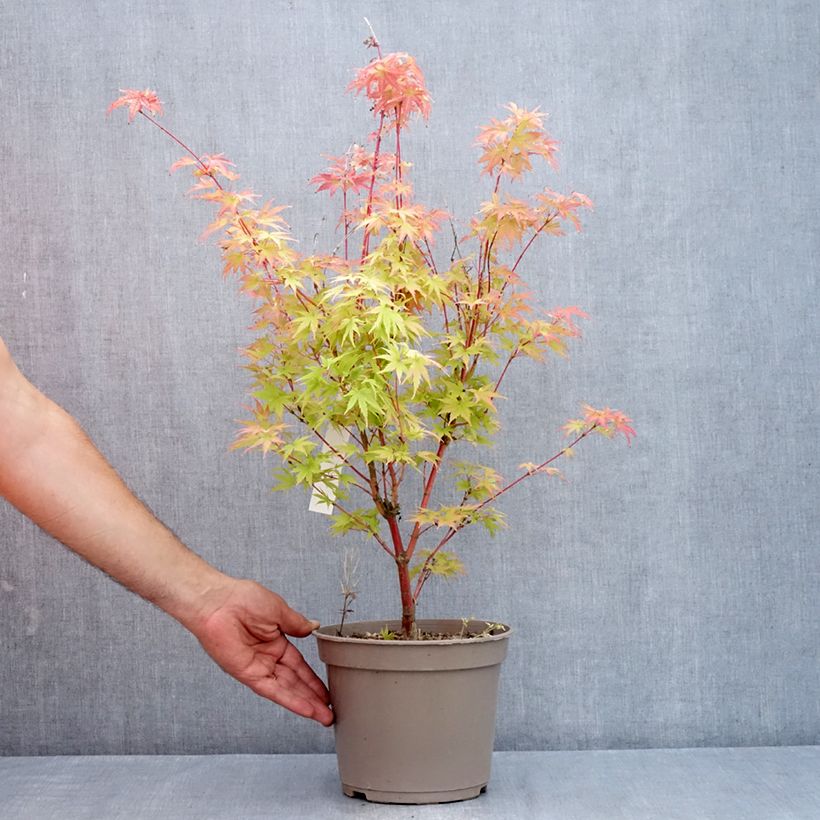 Amostra de Bordo-do-japão Red Wood - Acer palmatum Vaso de 4 L/5 L tal como entregue no verão